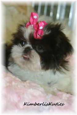 imperial shih tzu puppies for sale in va imperial shih tzu puppies for sale in virginia imperial shih tzu puppies for sale in va imperial shih tzu puppies for sale in virginia
