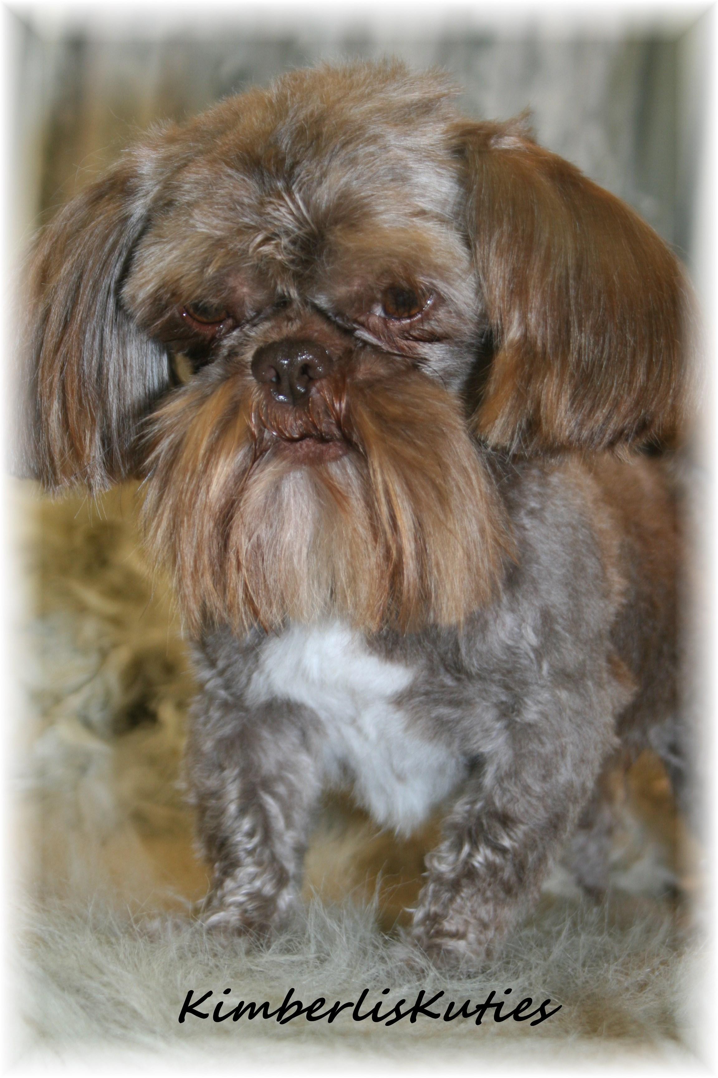 imperial yorkies yorkie biewer imperial shih tzu scottish terrier country of breeds picture imperial yorkies yorkie biewer imperial shih tzu scottish terrier country of breeds picture