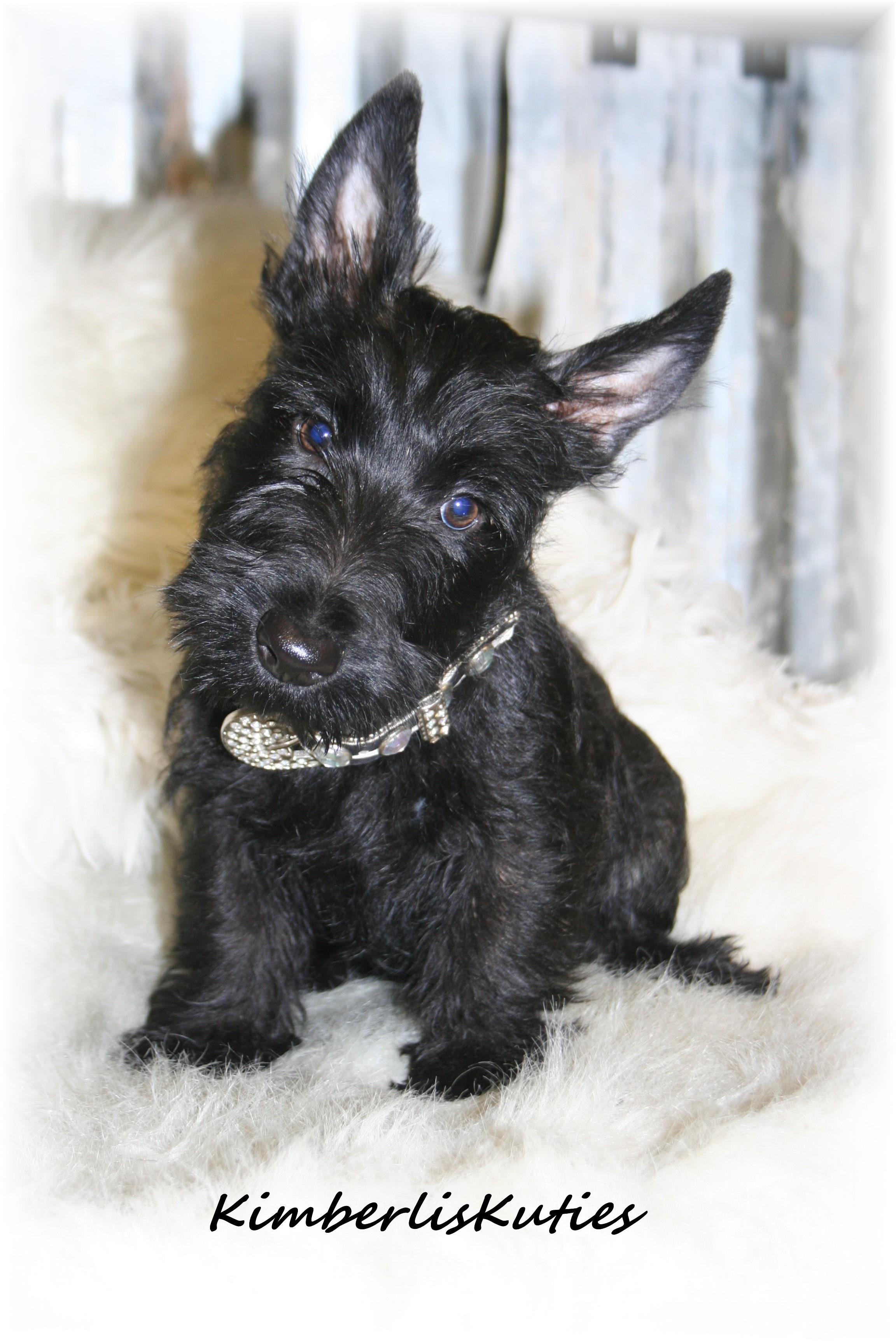scottish yorkie shih tzu scottish terrier breeders teacup puppies yorkie breeds picture scottish yorkie shih tzu scottish terrier breeders teacup puppies yorkie breeds picture