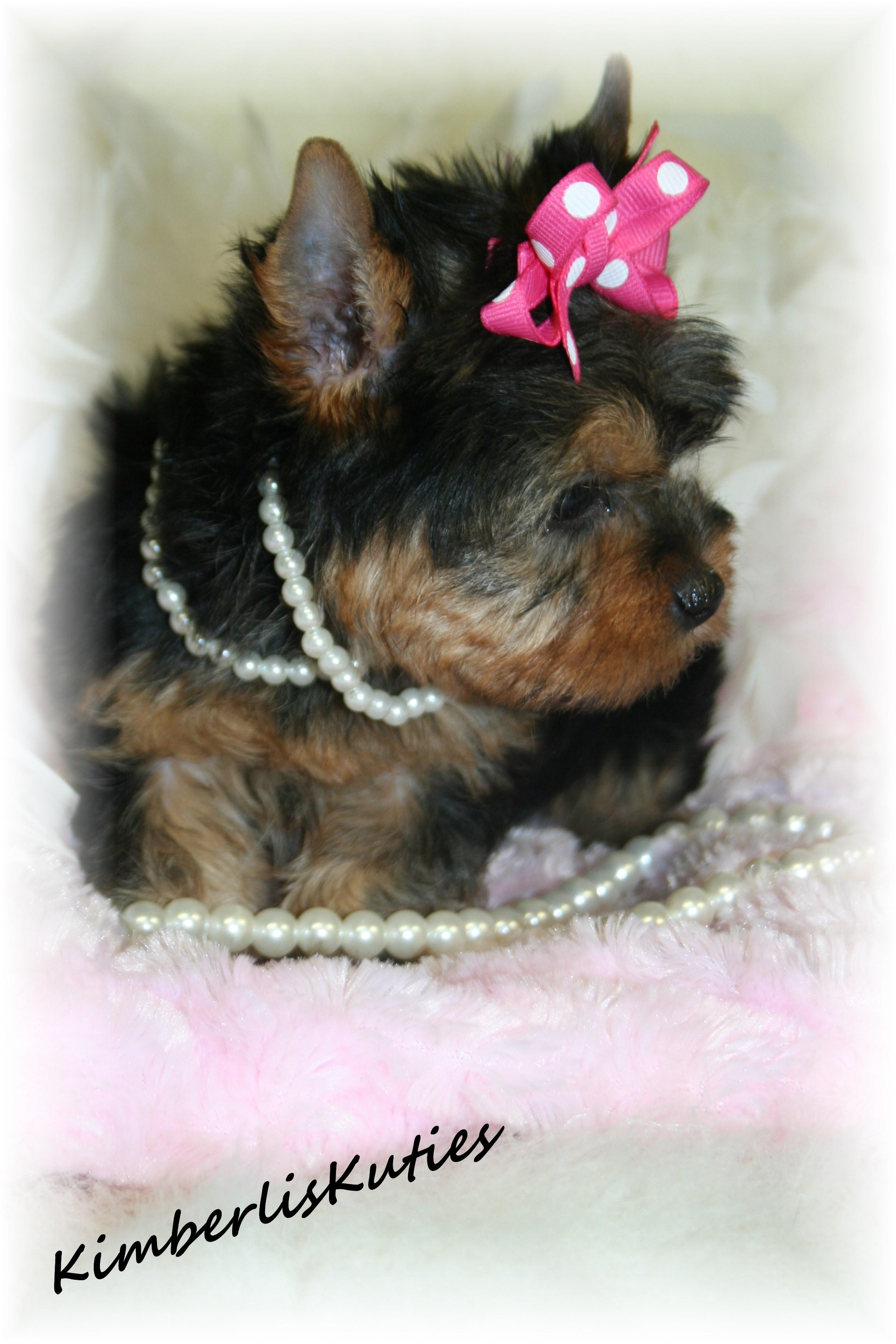 scottish yorkie shih tzu scottish terrier breeders teacup puppies yorkie breeds picture scottish yorkie shih tzu scottish terrier breeders teacup puppies yorkie breeds picture