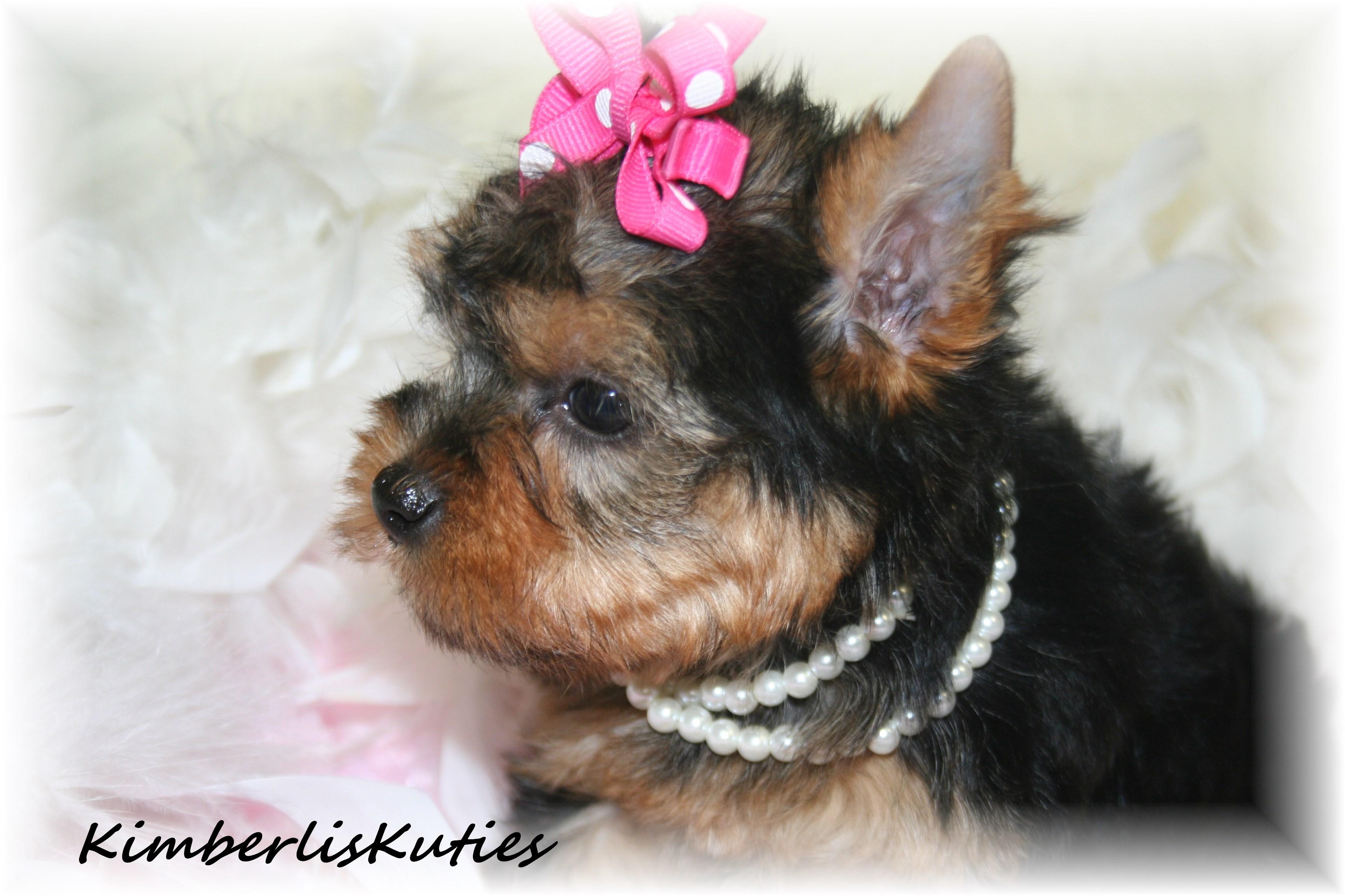 shih tzu rescue glasgow yorkie biewer imperial shih tzu scottish terrier country of breeds picture shih tzu rescue glasgow yorkie biewer imperial shih tzu scottish terrier country of breeds picture