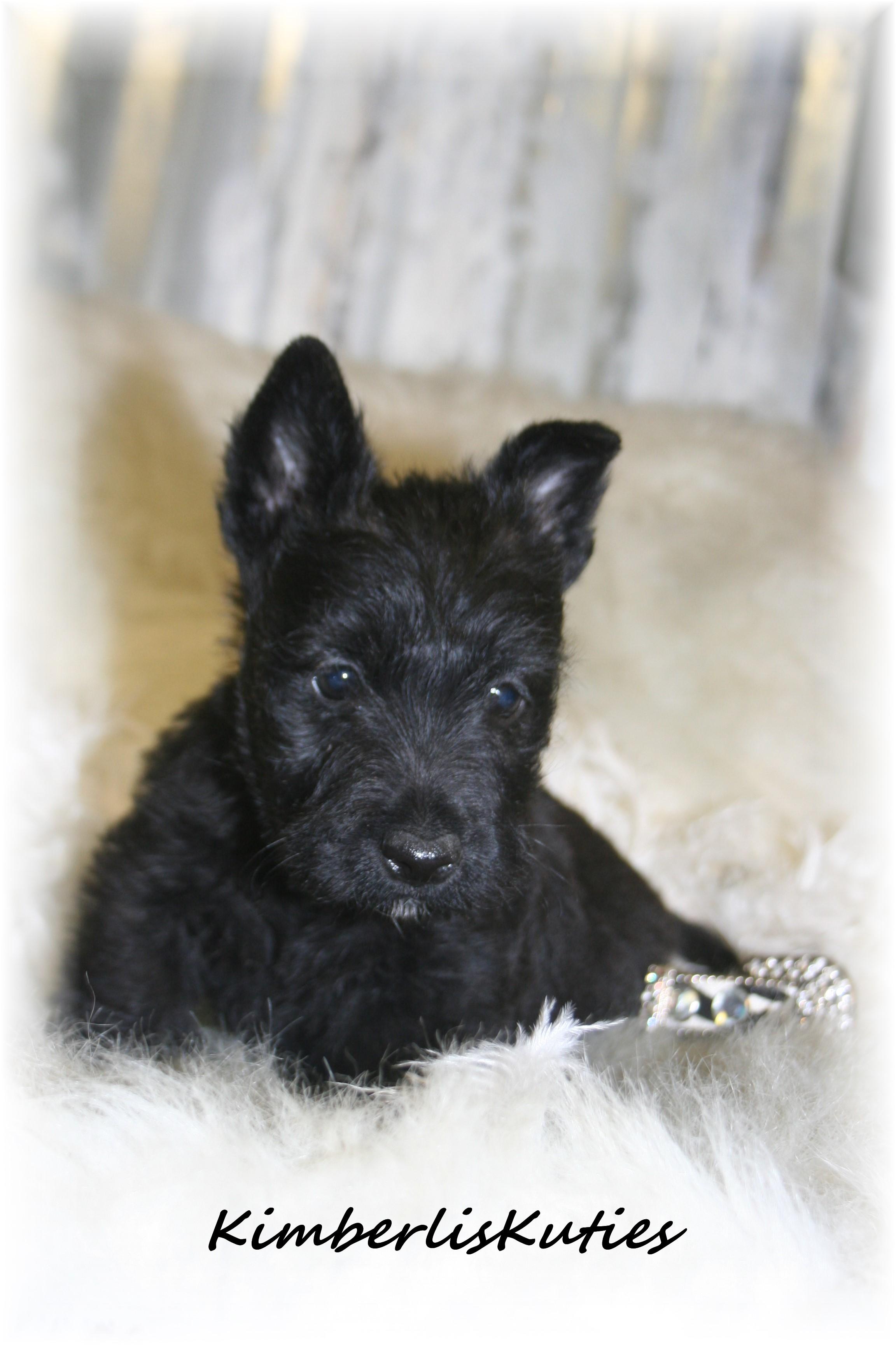 imperial yorkies shih tzu scottish terrier breeders teacup puppies yorkie breeds picture imperial yorkies shih tzu scottish terrier breeders teacup puppies yorkie breeds picture