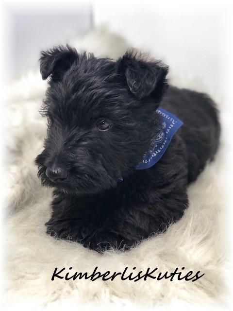 imperial yorkies yorkie biewer imperial shih tzu scottish terrier country of breeds picture imperial yorkies yorkie biewer imperial shih tzu scottish terrier country of breeds picture