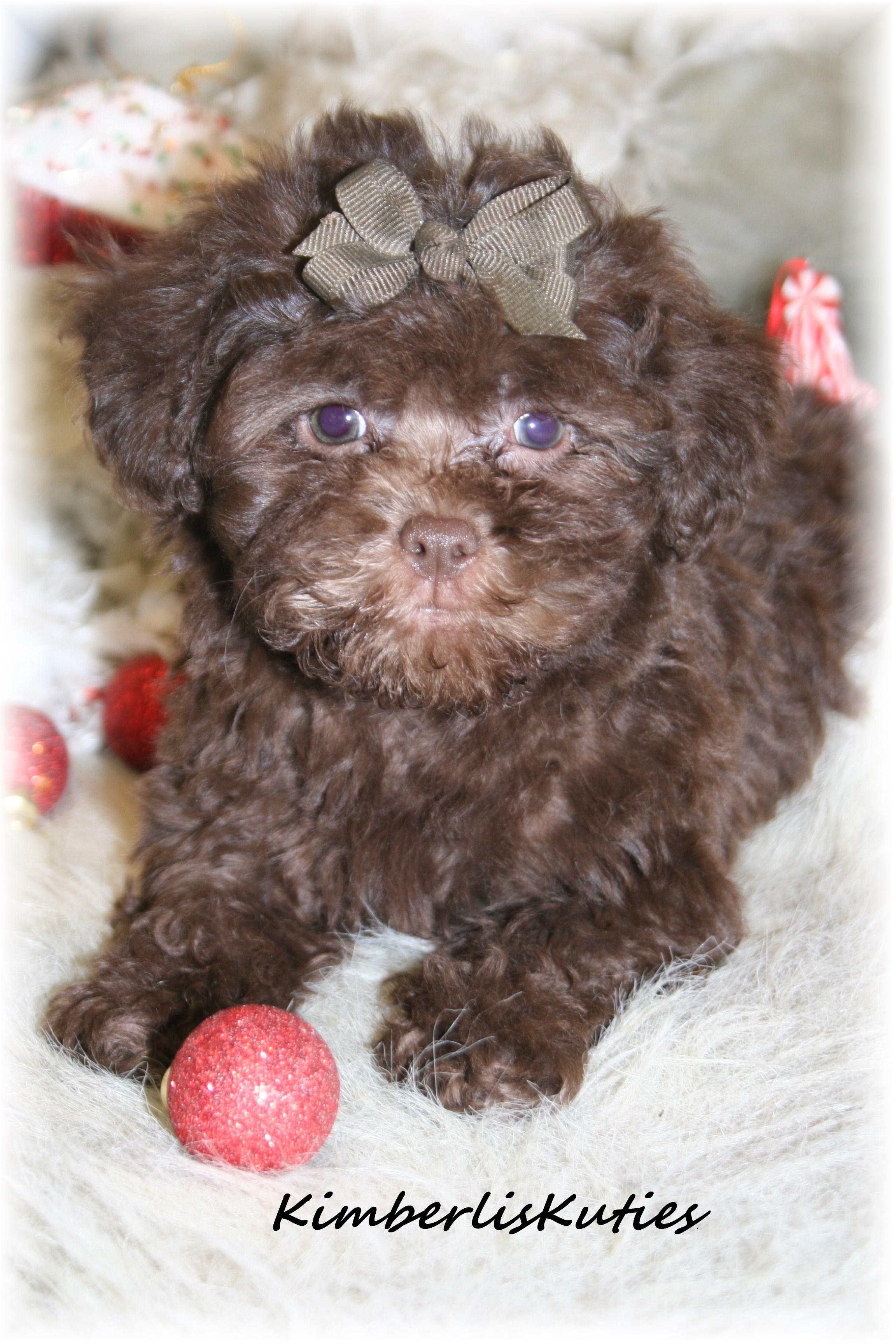 imperial yorkies yorkie biewer imperial shih tzu scottish terrier country of breeds picture imperial yorkies yorkie biewer imperial shih tzu scottish terrier country of breeds picture