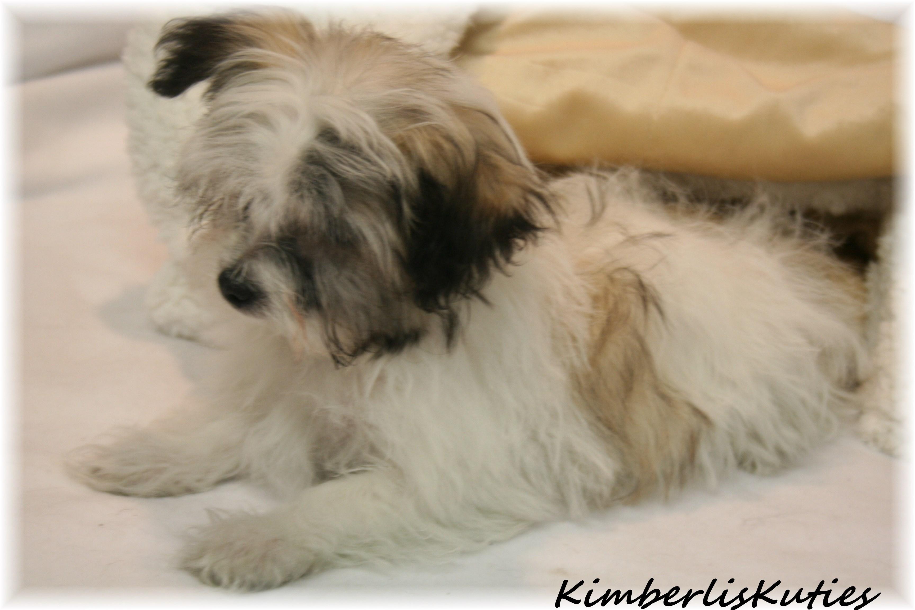 shih tzu rescue glasgow yorkie biewer imperial shih tzu scottish terrier breeders breeds picture shih tzu rescue glasgow yorkie biewer imperial shih tzu scottish terrier breeders breeds picture