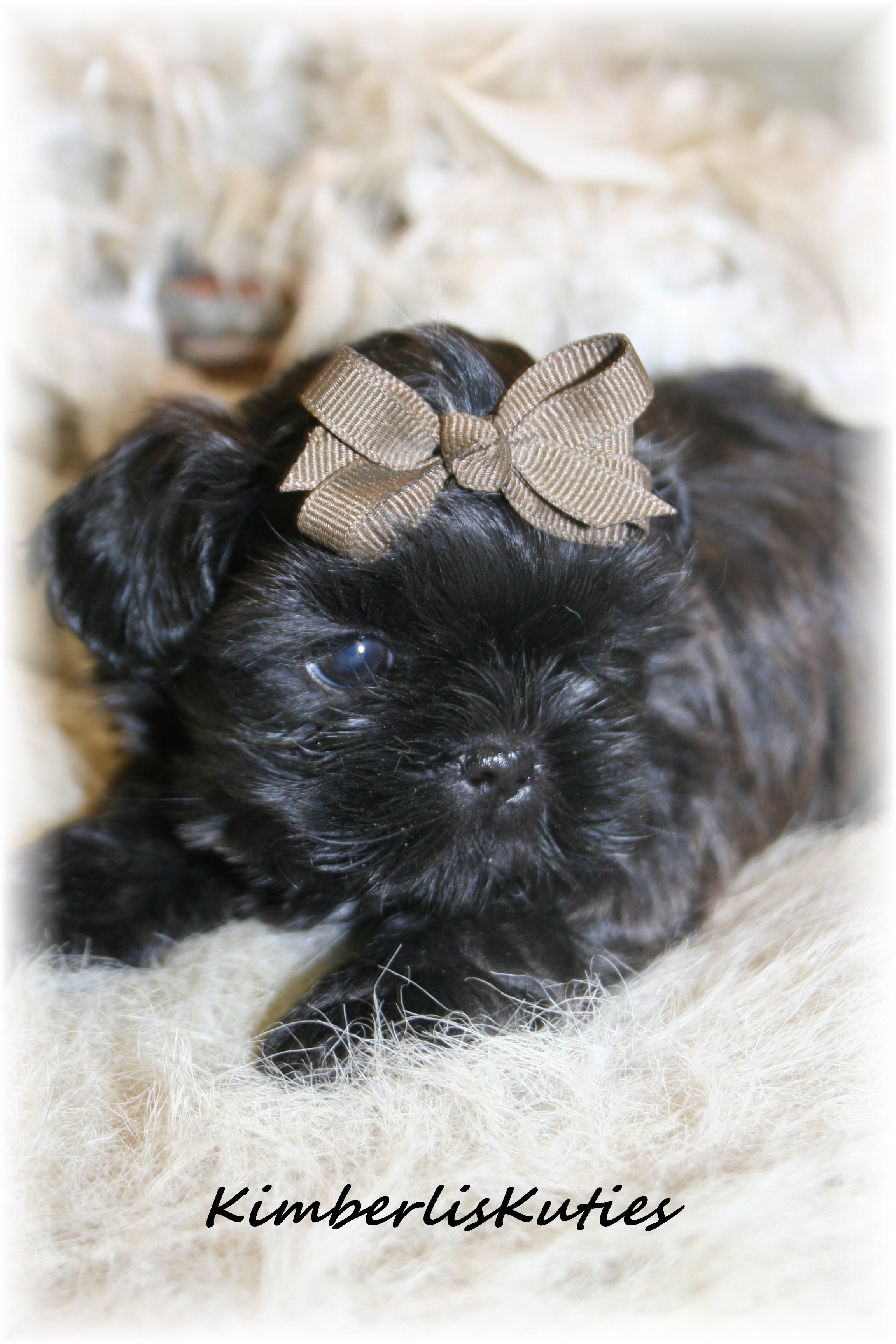 shih tzu for sale craigslist teacup yorkie puppies for sale in pomsky picture to breeds picture shih tzu for sale craigslist teacup yorkie puppies for sale in pomsky picture to breeds picture