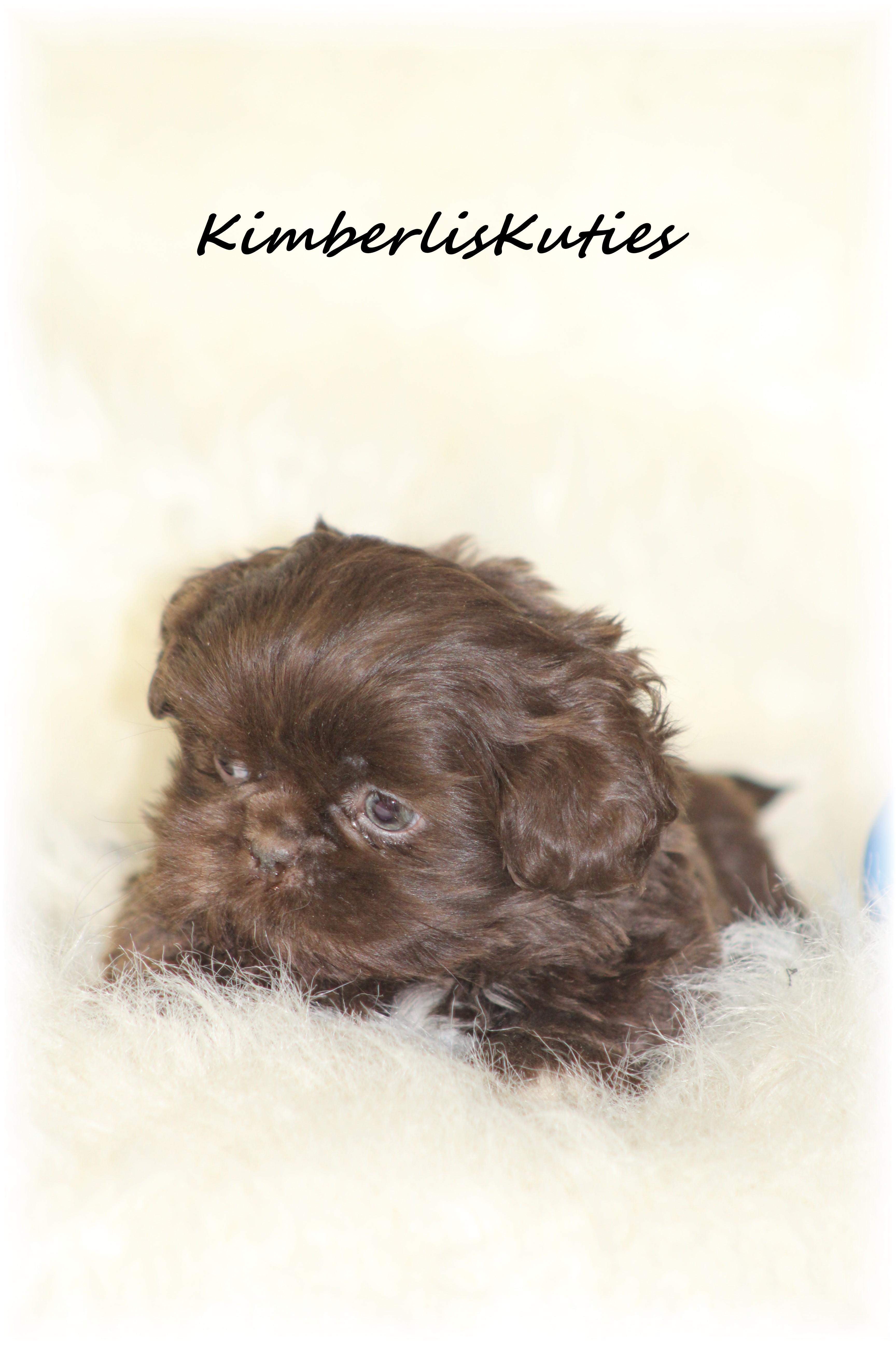 shih tzu rescue glasgow yorkie biewer imperial shih tzu scottish terrier breeders breeds picture shih tzu rescue glasgow yorkie biewer imperial shih tzu scottish terrier breeders breeds picture