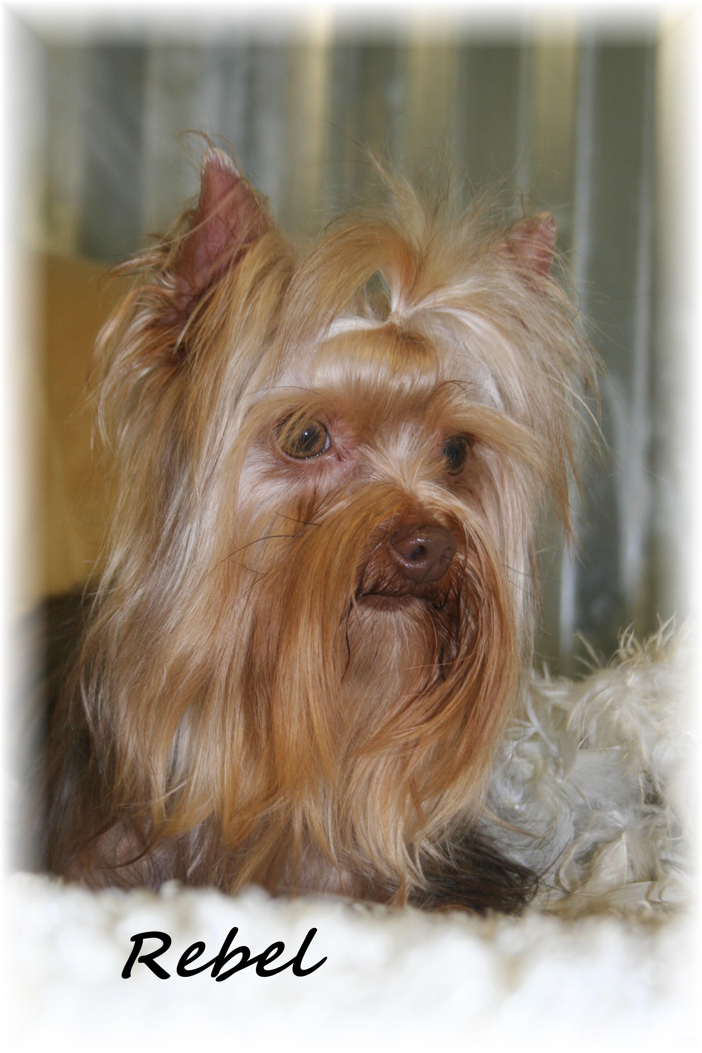 scottish yorkie shih tzu scottish terrier breeders teacup puppies yorkie breeds picture scottish yorkie shih tzu scottish terrier breeders teacup puppies yorkie breeds picture