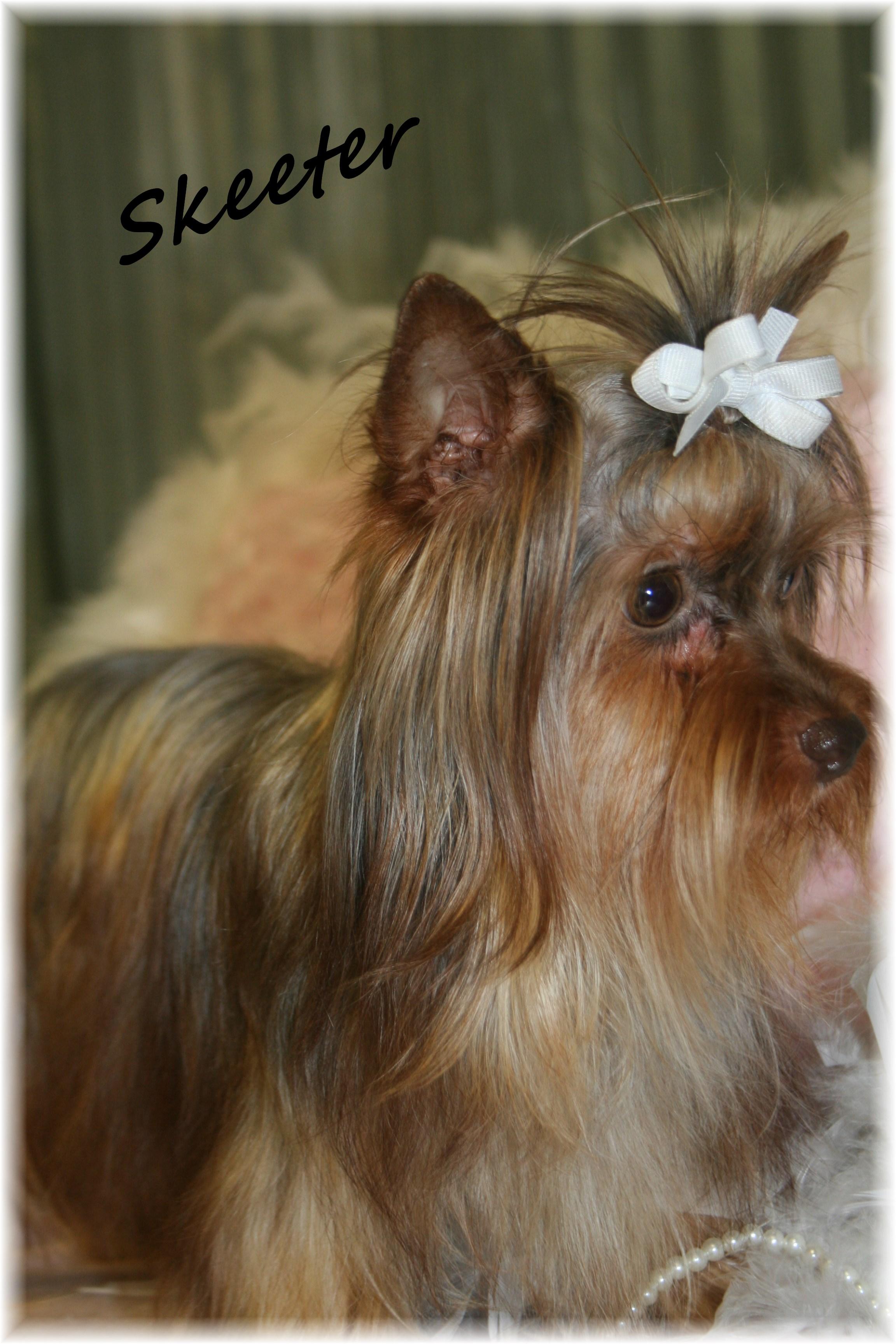 shih tzu rescue glasgow yorkie biewer imperial shih tzu scottish terrier breeders breeds picture shih tzu rescue glasgow yorkie biewer imperial shih tzu scottish terrier breeders breeds picture