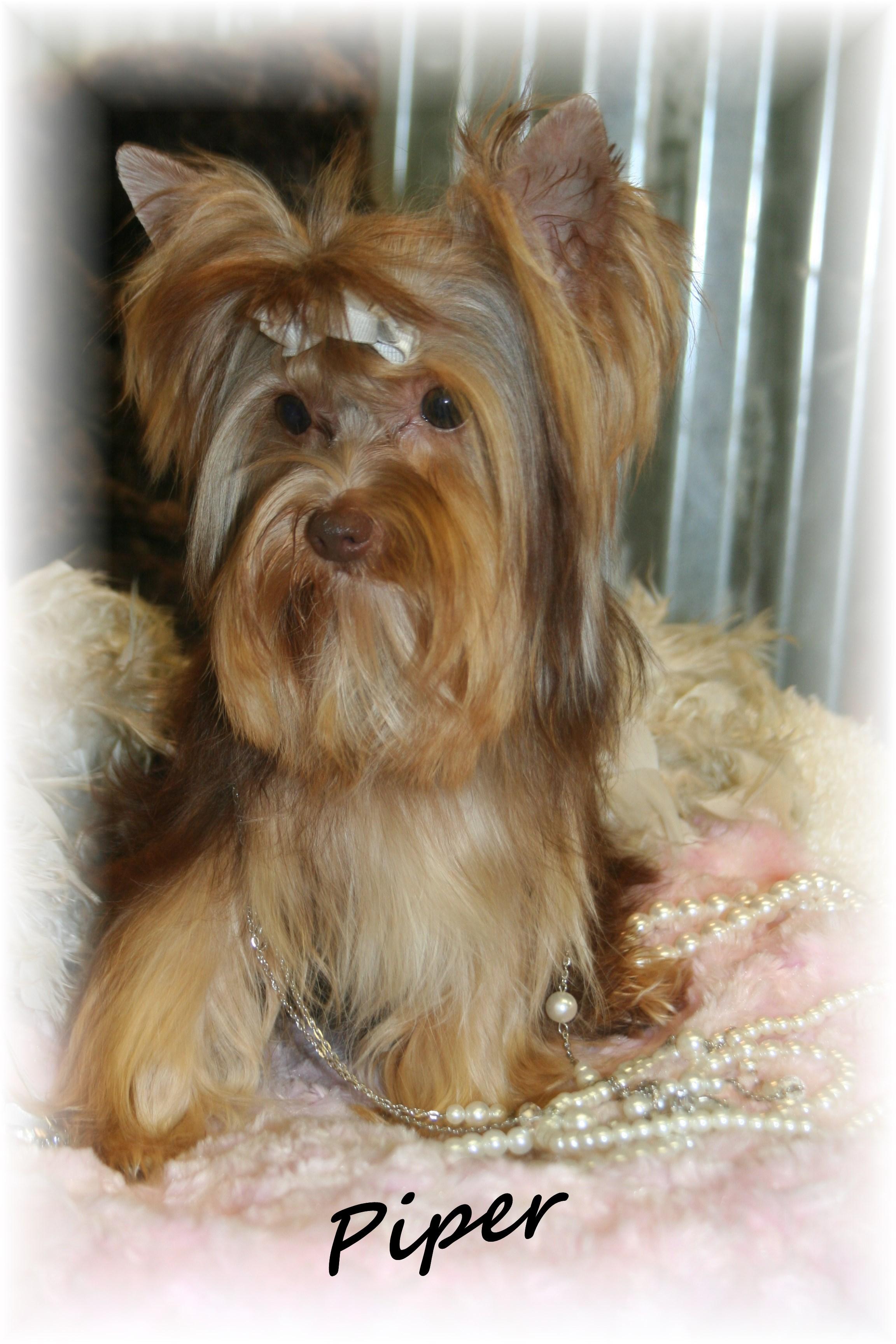 chocolate teacup yorkie