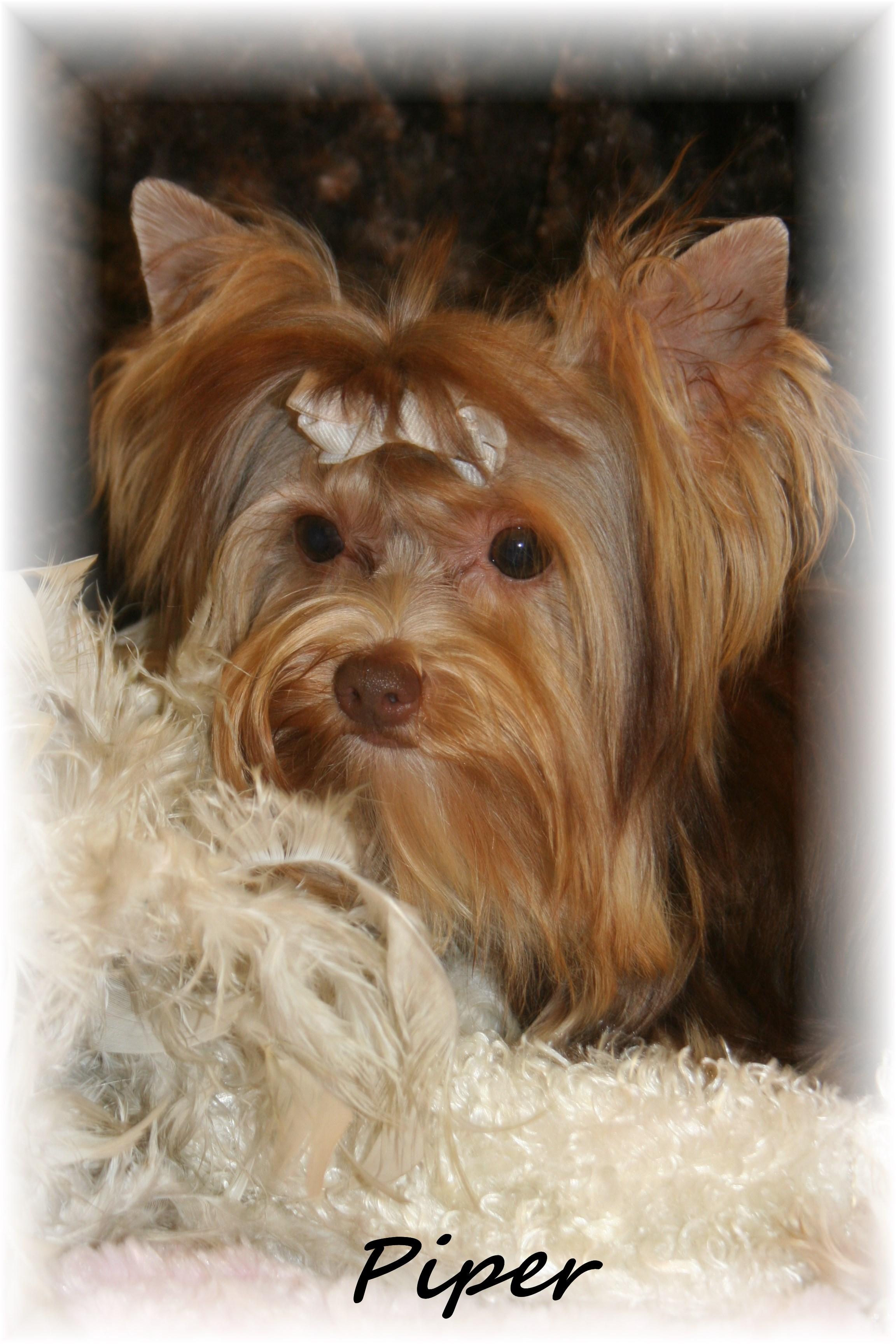 imperial yorkies yorkie biewer imperial shih tzu scottish terrier breeders teacup imperial yorkies yorkie biewer imperial shih tzu scottish terrier breeders teacup