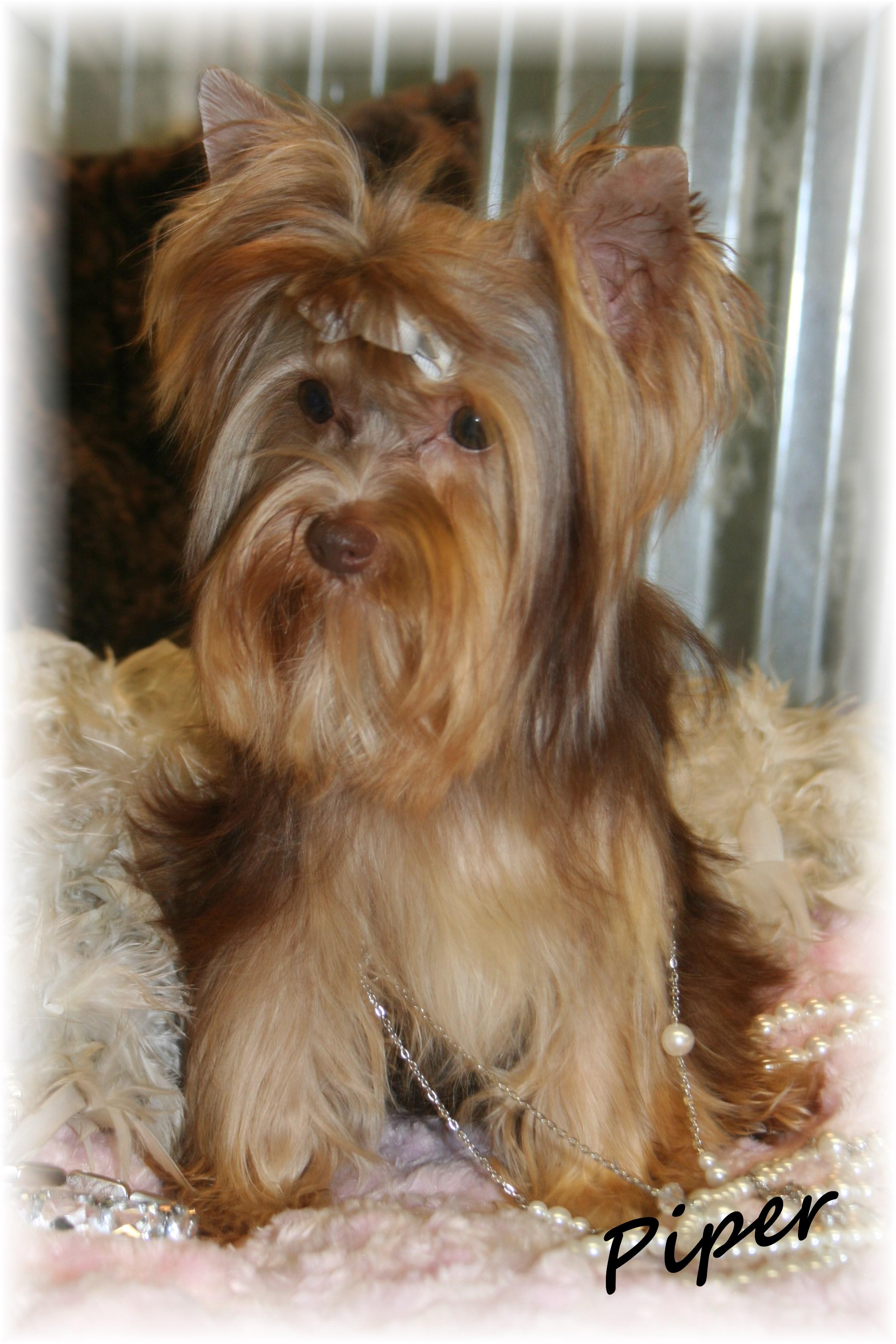 Yorkie Adult For Sale