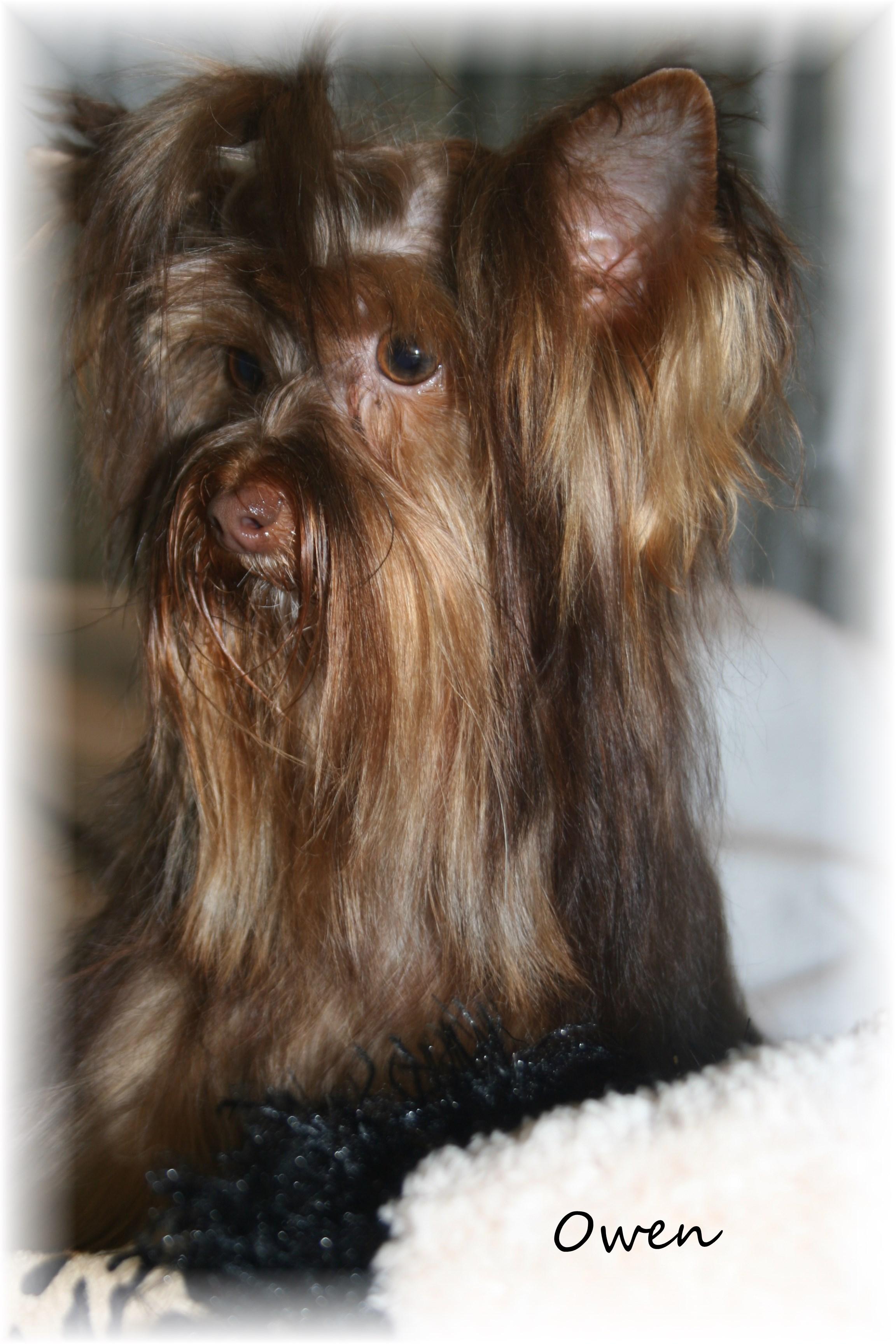 chocolate teacup yorkie