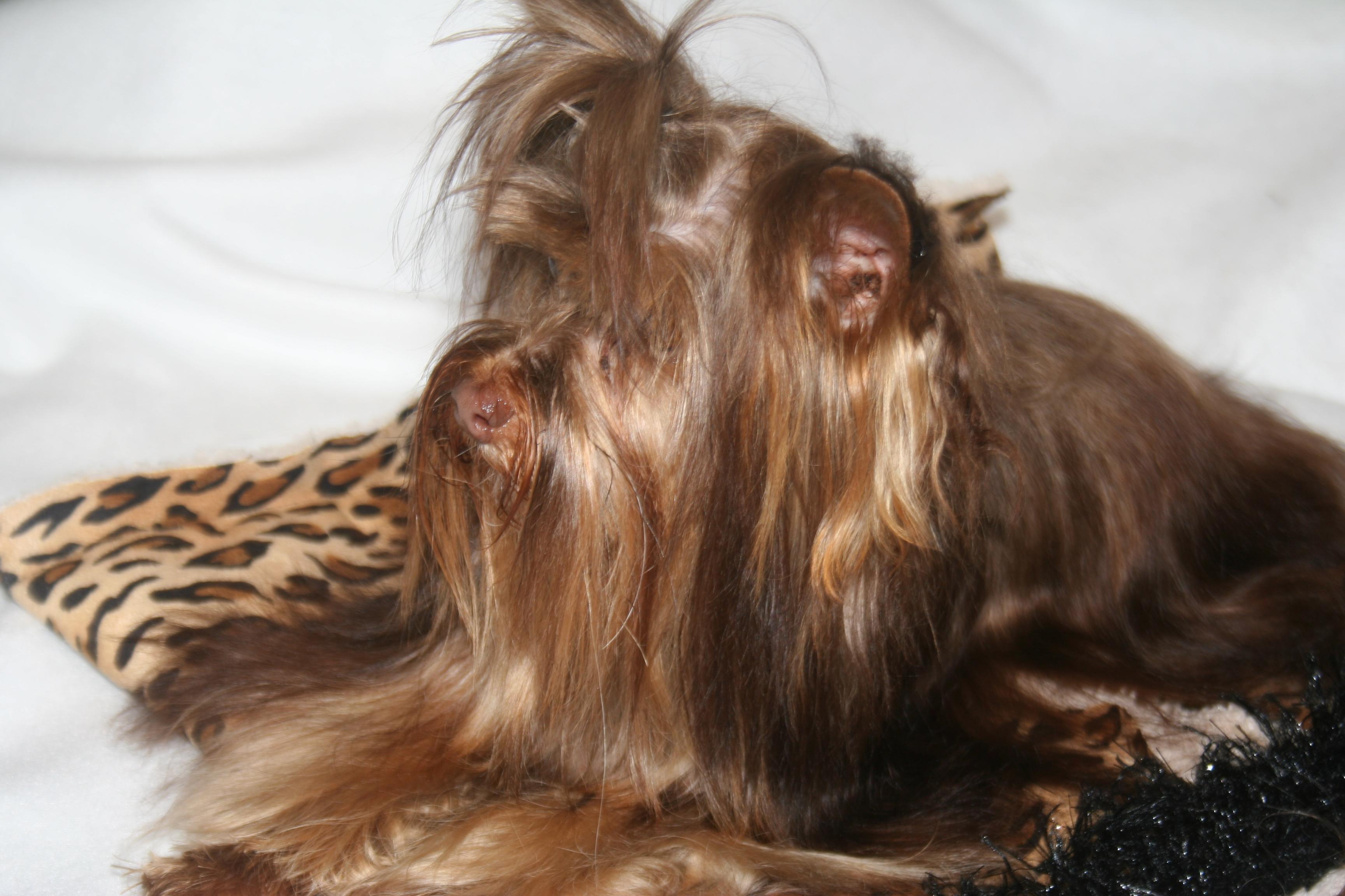 chocolate biewer yorkie yorkie biewer imperial shih tzu scottish chocolate biewer yorkie yorkie biewer imperial shih tzu scottish
