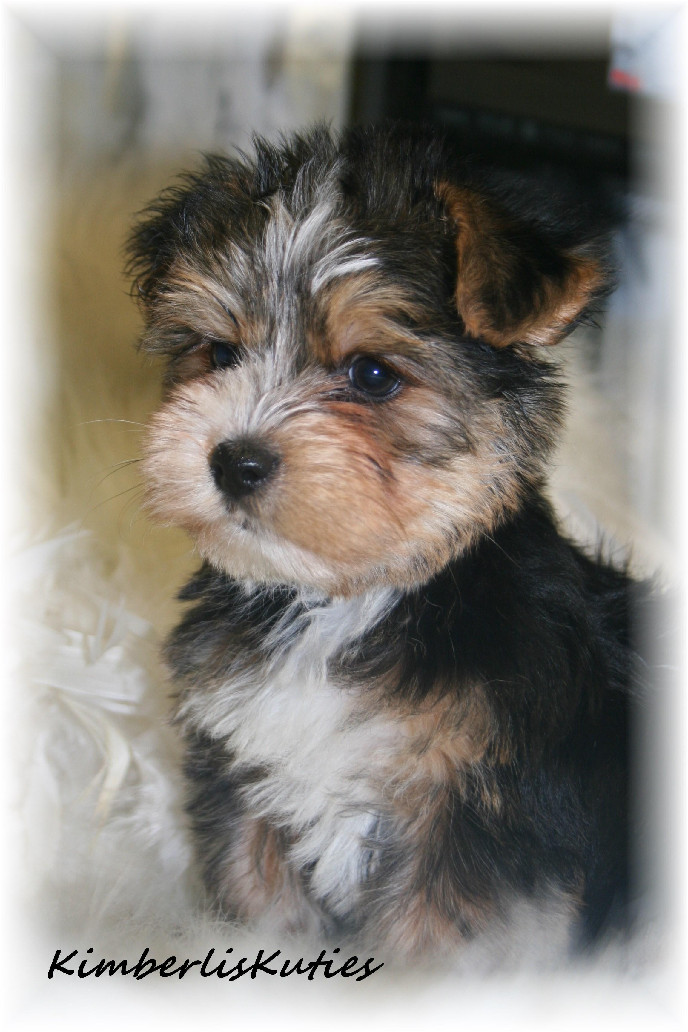 imperial yorkies shih tzu scottish terrier breeders teacup puppies yorkie breeds picture imperial yorkies shih tzu scottish terrier breeders teacup puppies yorkie breeds picture
