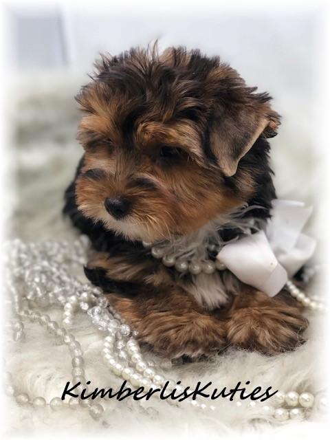 imperial yorkies yorkie biewer imperial shih tzu scottish terrier breeders breeds picture imperial yorkies yorkie biewer imperial shih tzu scottish terrier breeders breeds picture