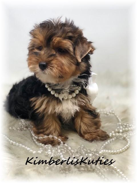 imperial yorkies shih tzu scottish terrier breeders teacup puppies yorkie breeds picture imperial yorkies shih tzu scottish terrier breeders teacup puppies yorkie breeds picture