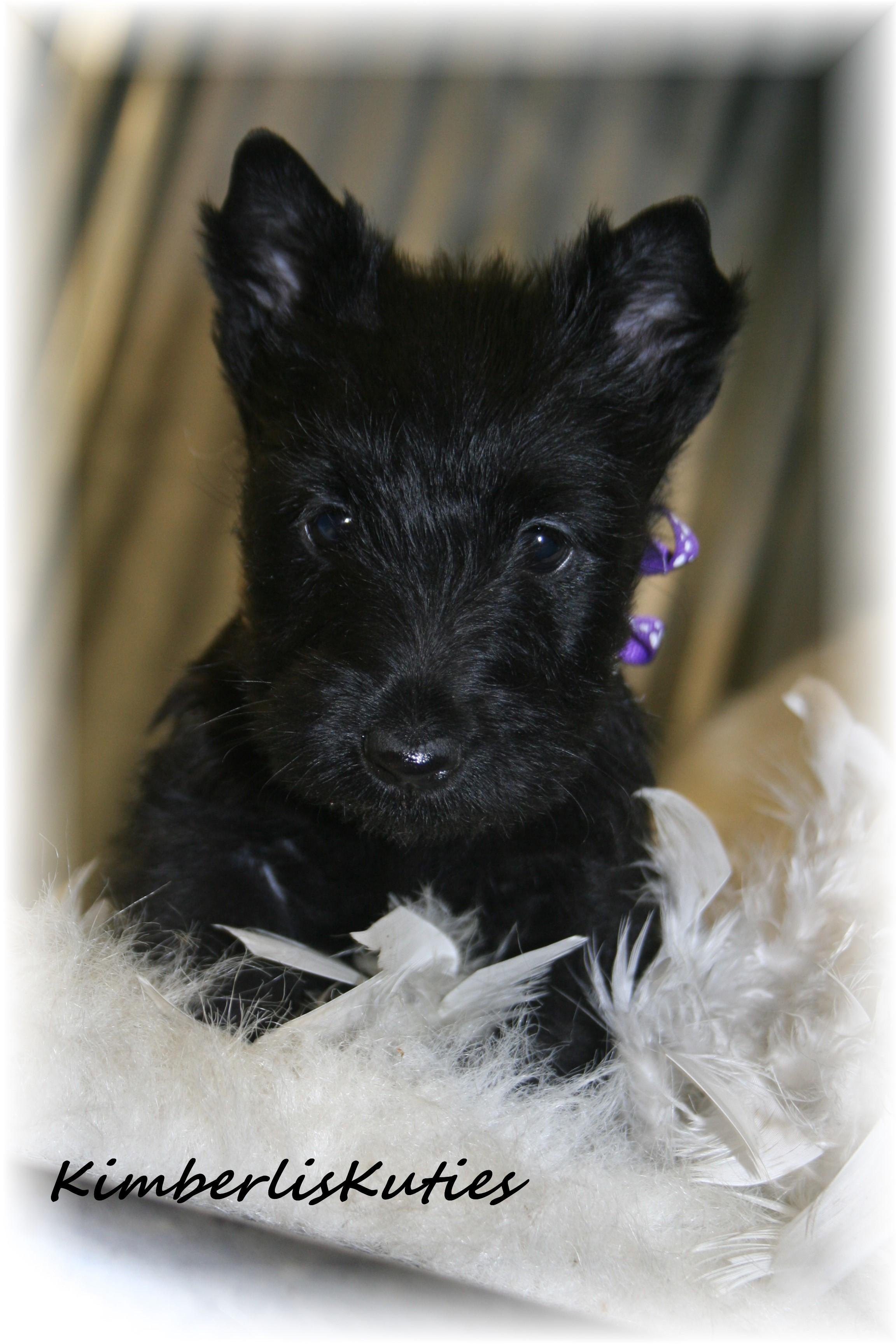 imperial yorkies yorkie biewer imperial shih tzu scottish terrier breeders breeds picture imperial yorkies yorkie biewer imperial shih tzu scottish terrier breeders breeds picture