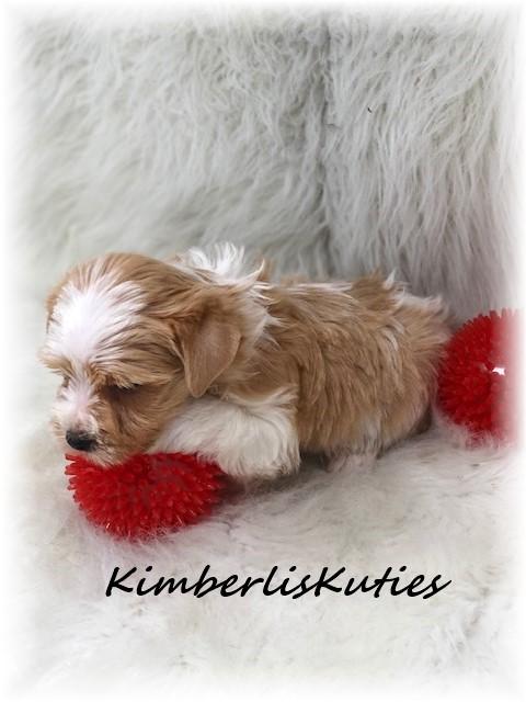 imperial yorkies yorkie biewer imperial shih tzu scottish terrier breeders breeds picture imperial yorkies yorkie biewer imperial shih tzu scottish terrier breeders breeds picture